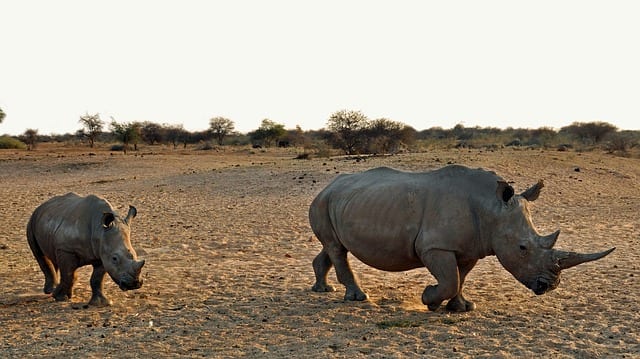 An old and young rhino